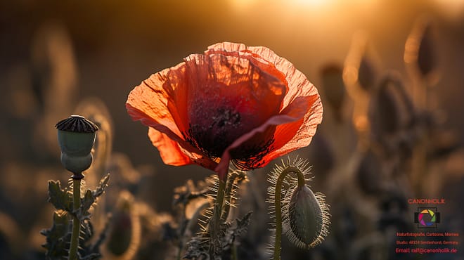 Macroaufnahme einer Mohnblume
